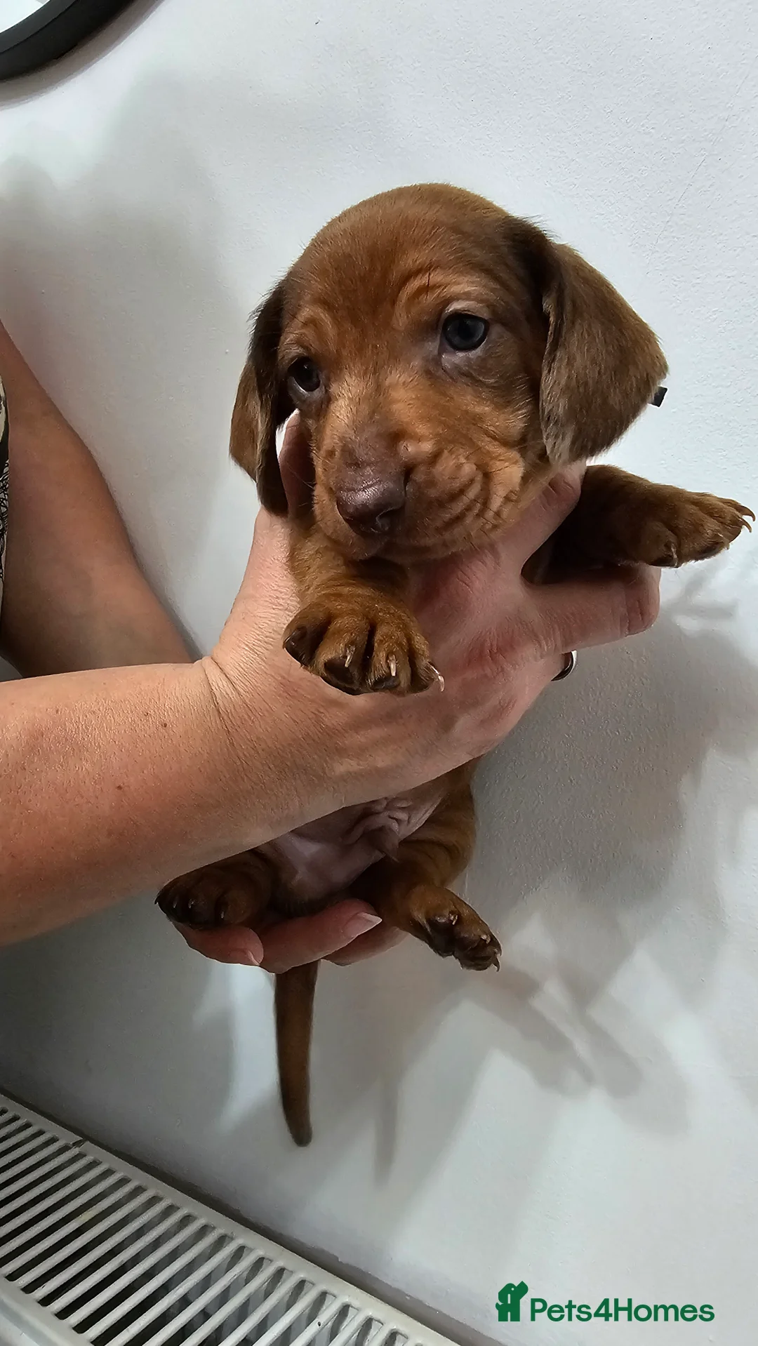 Dachshund dogs for sale: Ready Now ! KC Standard Dachshund puppies!  - Advert 19
