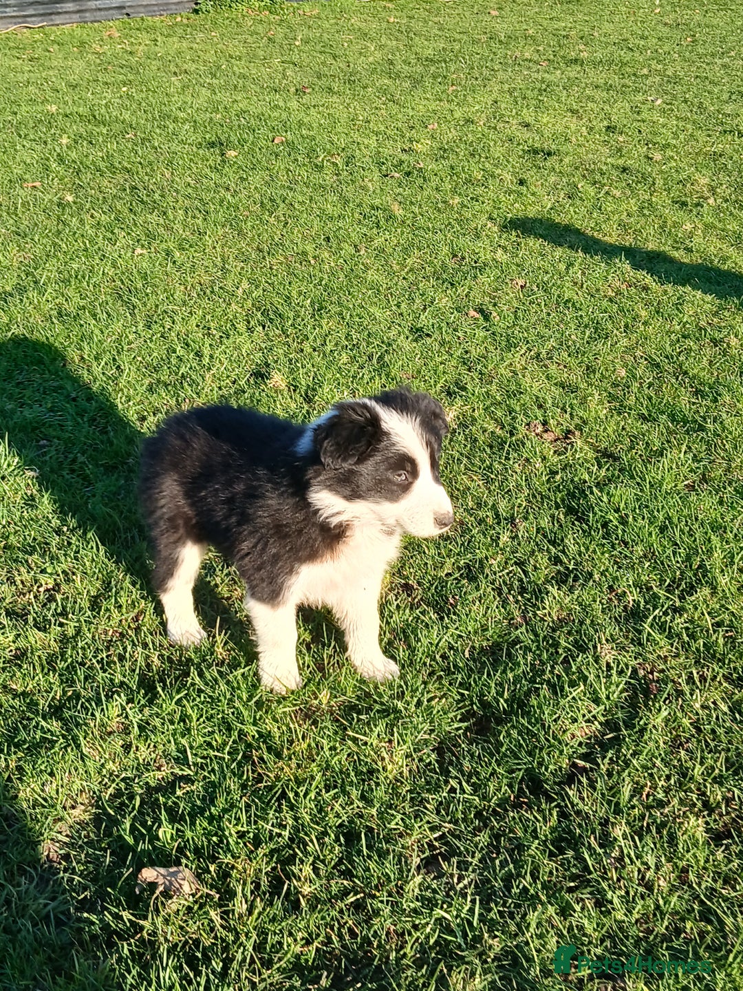Border Collie dogs for sale: Long coated traditional border collie pups - Advert 11