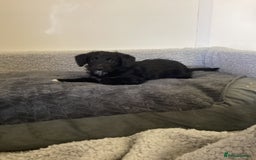 Mixed Breed dogs for sale: Whippet x bedlington - Image 9