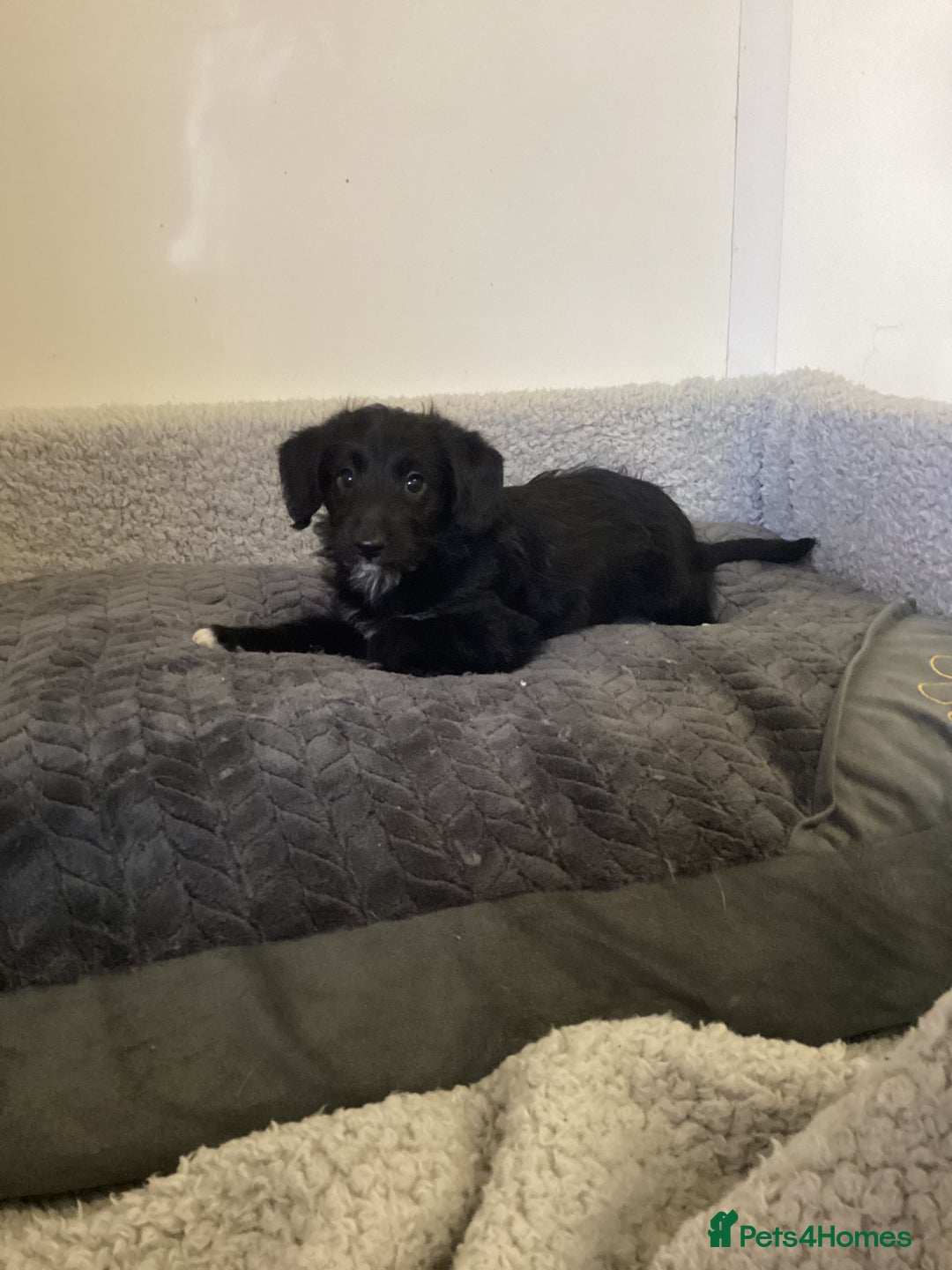 Mixed Breed dogs for sale: Whippet x bedlington - Image 9