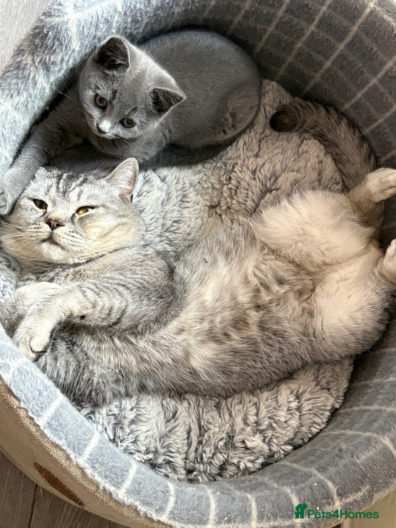 British Shorthair cats British shorthair kittens  - Advert 16