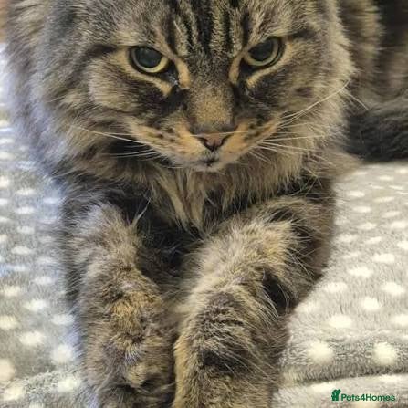 Mixed Breed cats Beautiful kittens  - Advert 15