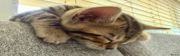 Bengal cats for sale: UPDATE 3 Gorgeous Bengal Kittens ready to reserve - Advert 33