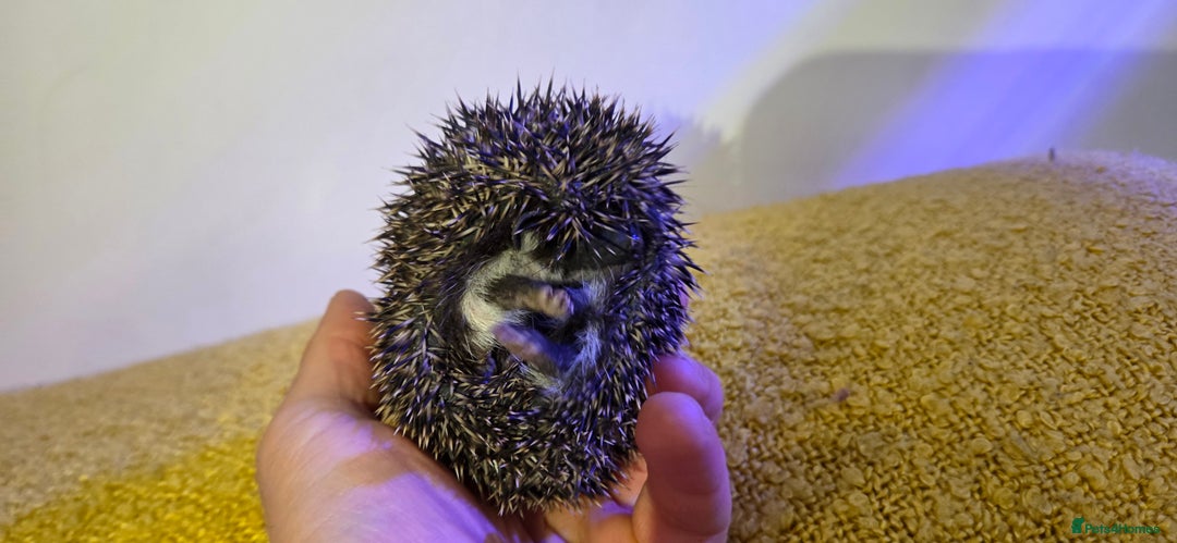 Pygmy Hedgehog rodents for sale: Males and a female pygmy hedgehogs - Image 6