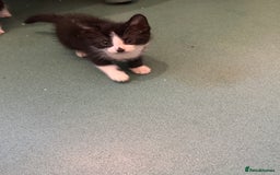 Mixed Breed cats for sale: Kittens for sale  - Image 8