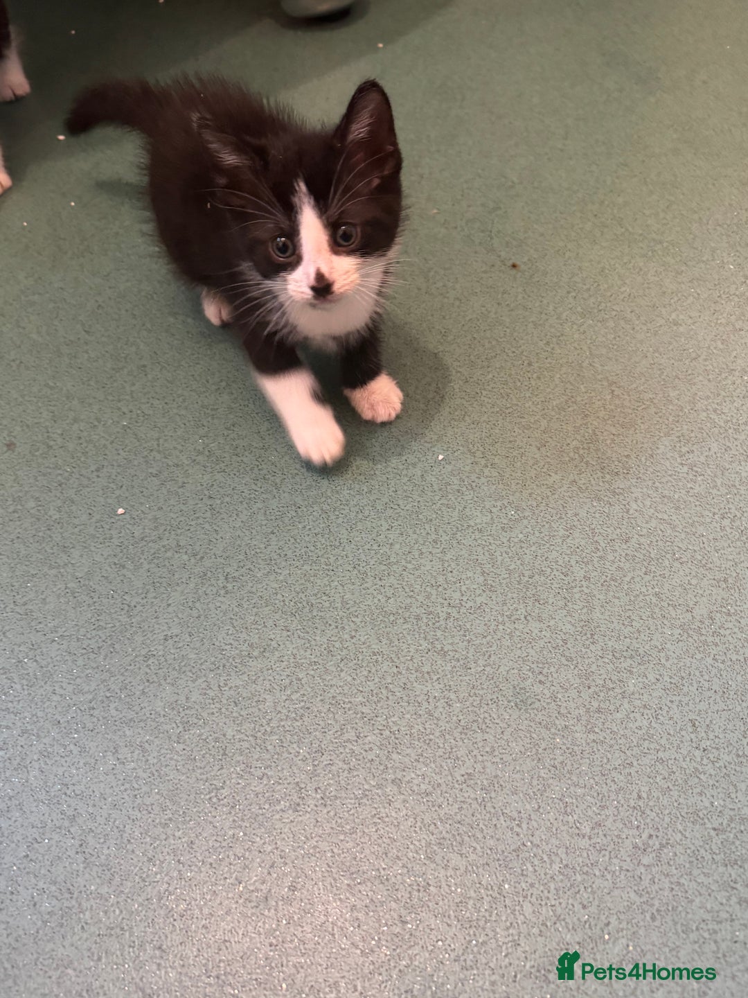 Mixed Breed cats for sale: Kittens for sale  - Image 8