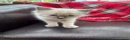 Ragdoll cats for sale: Ragdoll kittens  - Advert 3