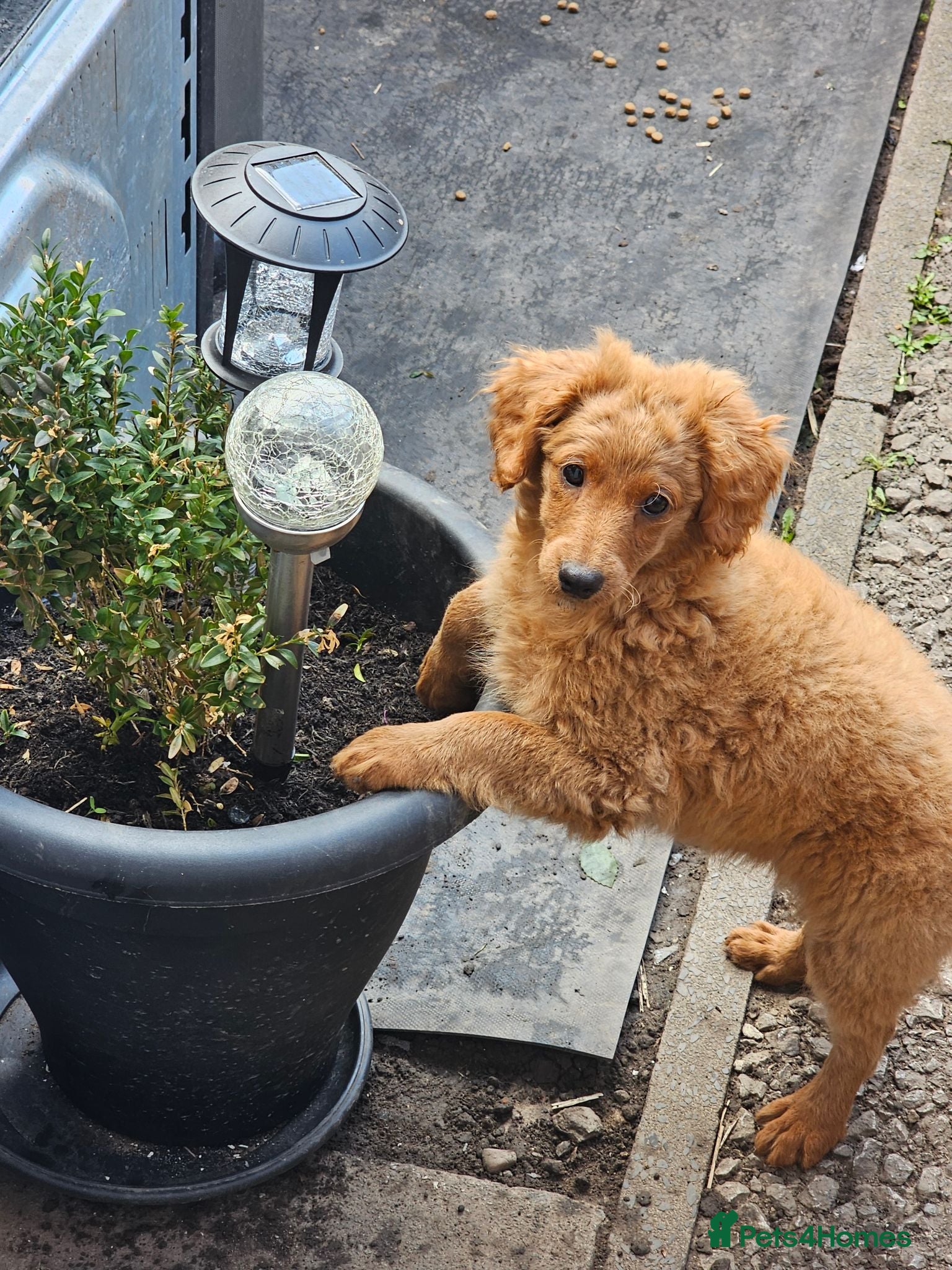 Cavapoo dogs Adorable Cavapoo Puppies Looking for Loving Homes - Advert 6