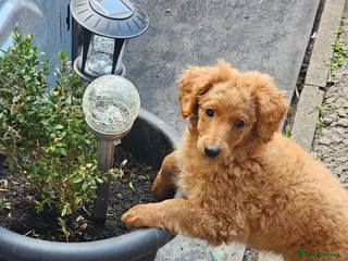 Cavapoo dogs Adorable Cavapoo Puppies Looking for Loving Homes - Advert 6