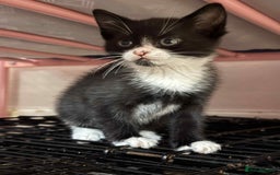 Mixed Breed cats for sale: Beautiful male kitten.  - Advert 1
