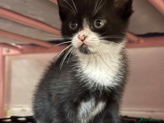 Mixed Breed cats - Advert 13