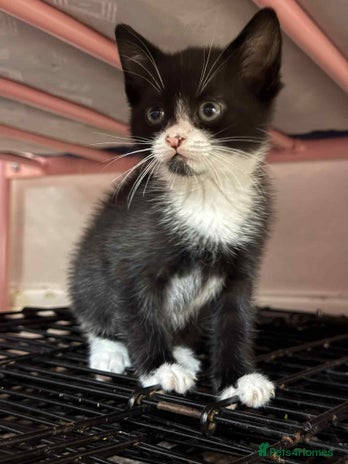 Mixed Breed cats - Advert 13