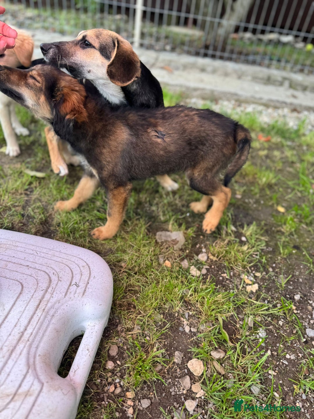 Mixed Breed dogs for adoption: RITA – a Superb young Girl for a Loving Home - Advert 9