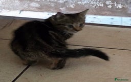 Bengal cats for sale: 3 KITTENS READY FOR NEW HOME  - Image 4