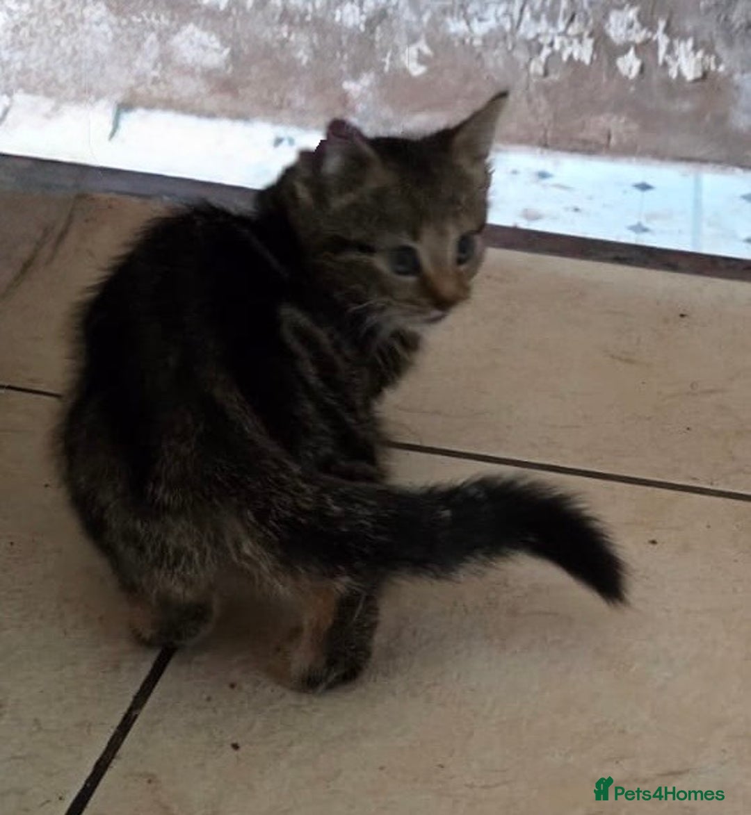 Bengal cats for sale: 3 KITTENS READY FOR NEW HOME  - Image 4