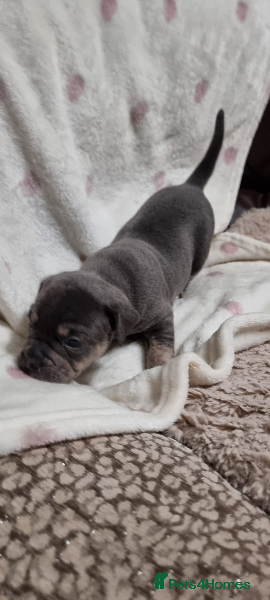 Olde English Bulldogge dogs for sale: Olde English bulldogge puppys - Advert 29