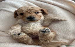 Cockapoo dogs for sale: Cockapoo puppies for sale - Image 6