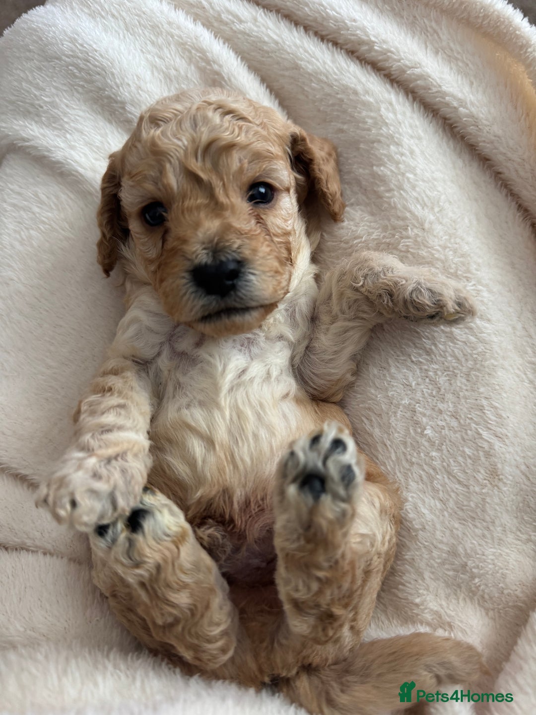 Cockapoo dogs for sale: Cockapoo puppies for sale - Image 6