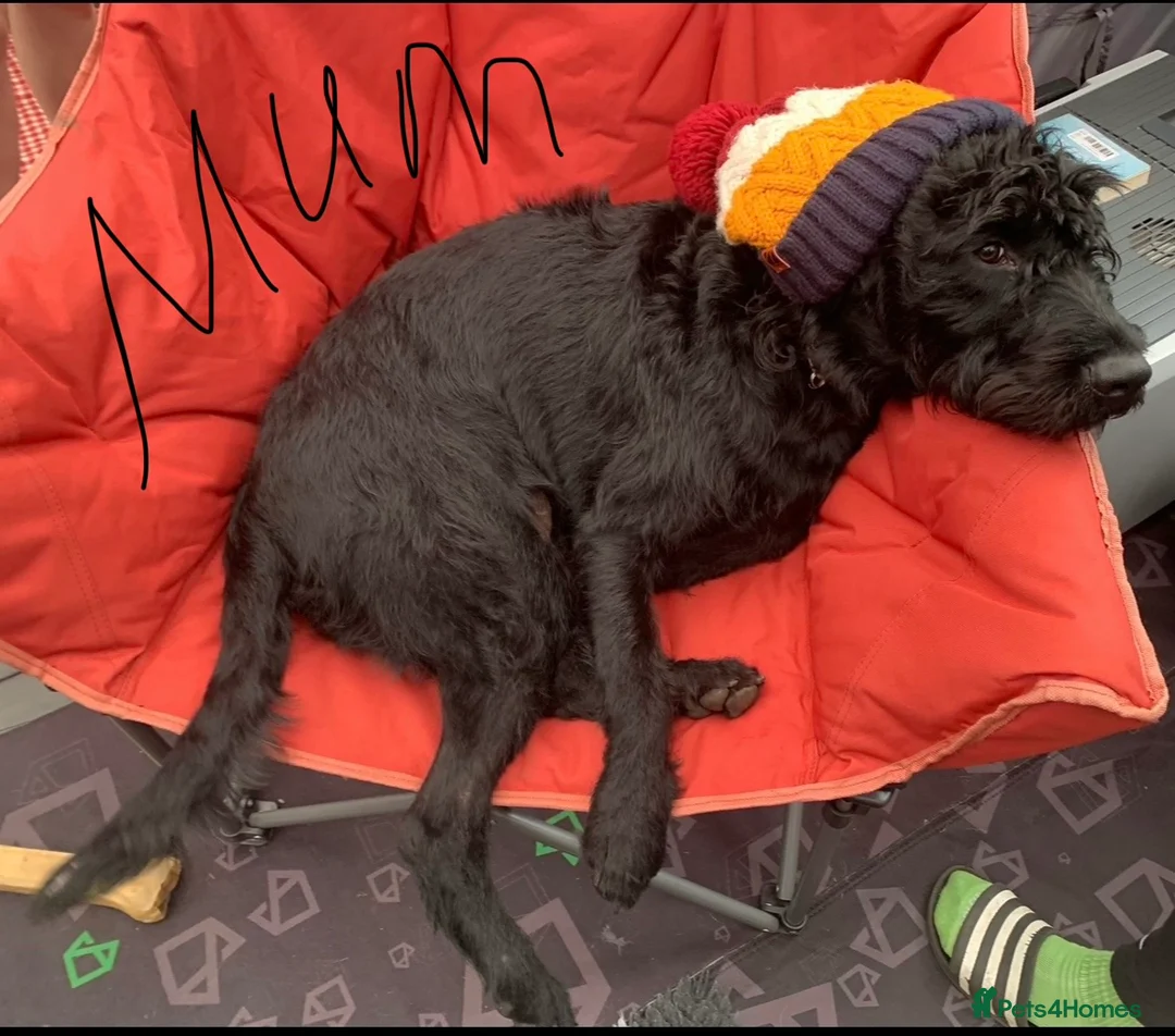 Mixed Breed dogs for sale: Labrador pups ready now  - Advert 15