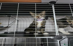 Mixed Breed cats for sale: Various cats and dog  **  - Image 2