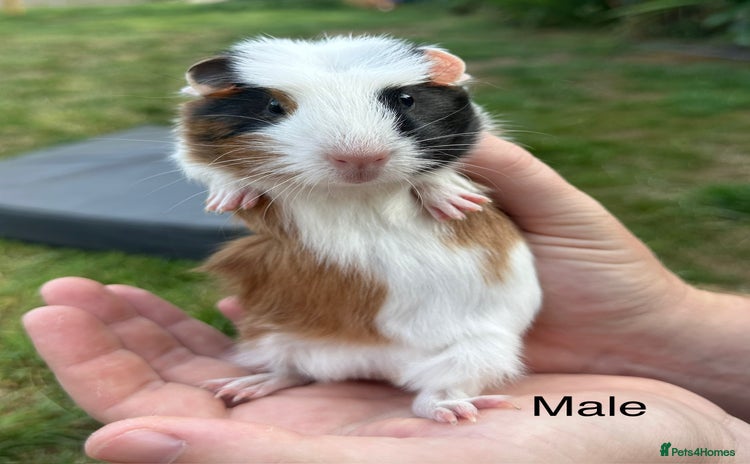 Guinea Pig rodents - Advert 1