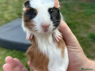 Guinea Pig rodents - Advert 25