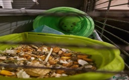 Rat rodents for sale: 3xfemale rats  - Image 2
