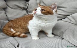 British Shorthair cats for sale: British Shorthair Chunky kittens - Image 9