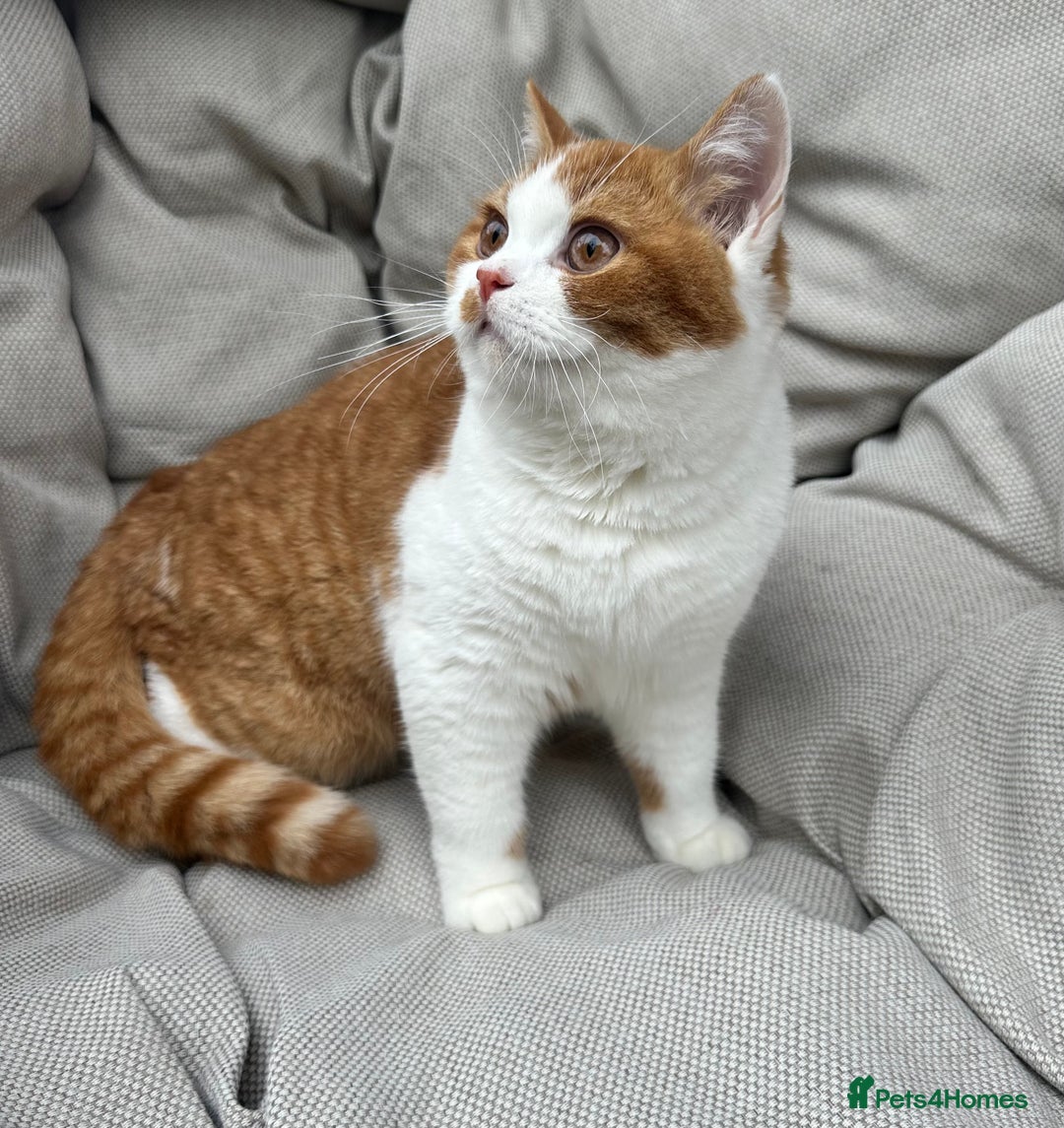British Shorthair cats for sale: British Shorthair Chunky kittens - Image 9