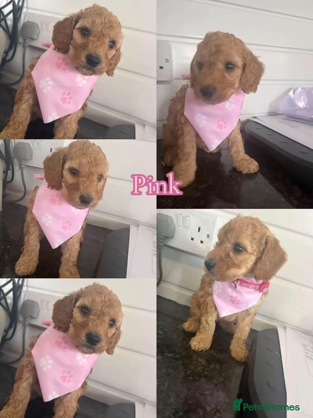 Cockapoo dogs Beautiful gitl very curly F1b  cockapoo  - Advert 14