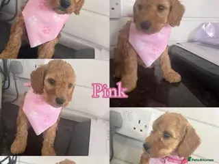 Cockapoo dogs Beautiful gitl very curly F1b cockapoo - Advert 14