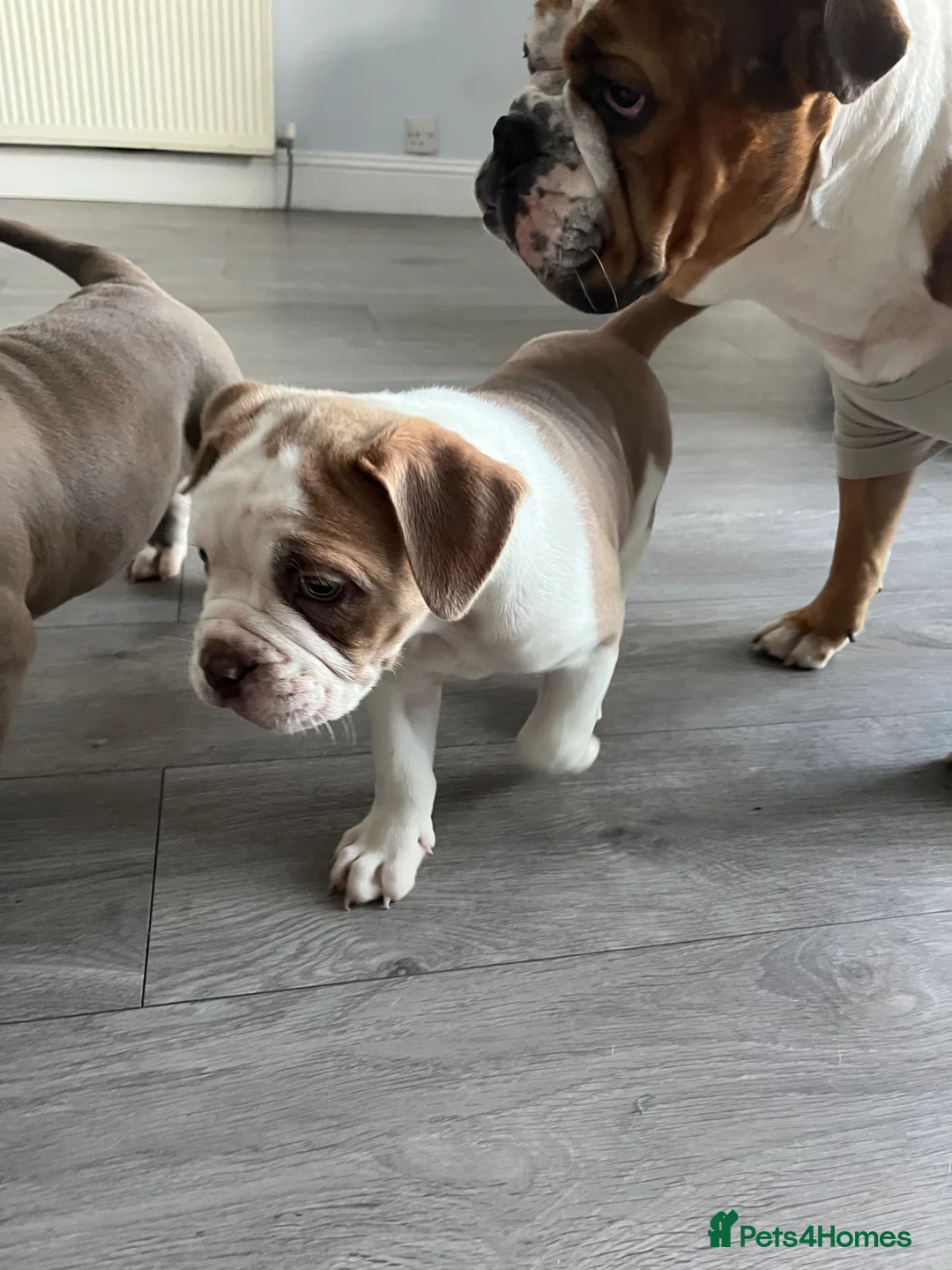 Mixed Breed dogs for sale: Olde Tyme x American bulldogs in Glasgow - Advert 2