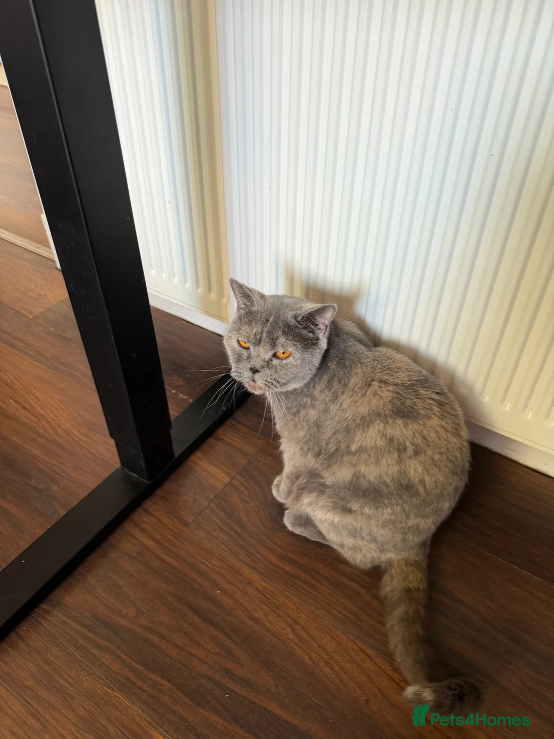British Shorthair cats for sale: Two British Shorthair  in Bo'ness - Advert 2