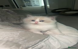 Ragdoll cats for sale: 😍 RARE BLUE LYNX POINT BICOLOR ENTIRE MALE 😍 - Image 15