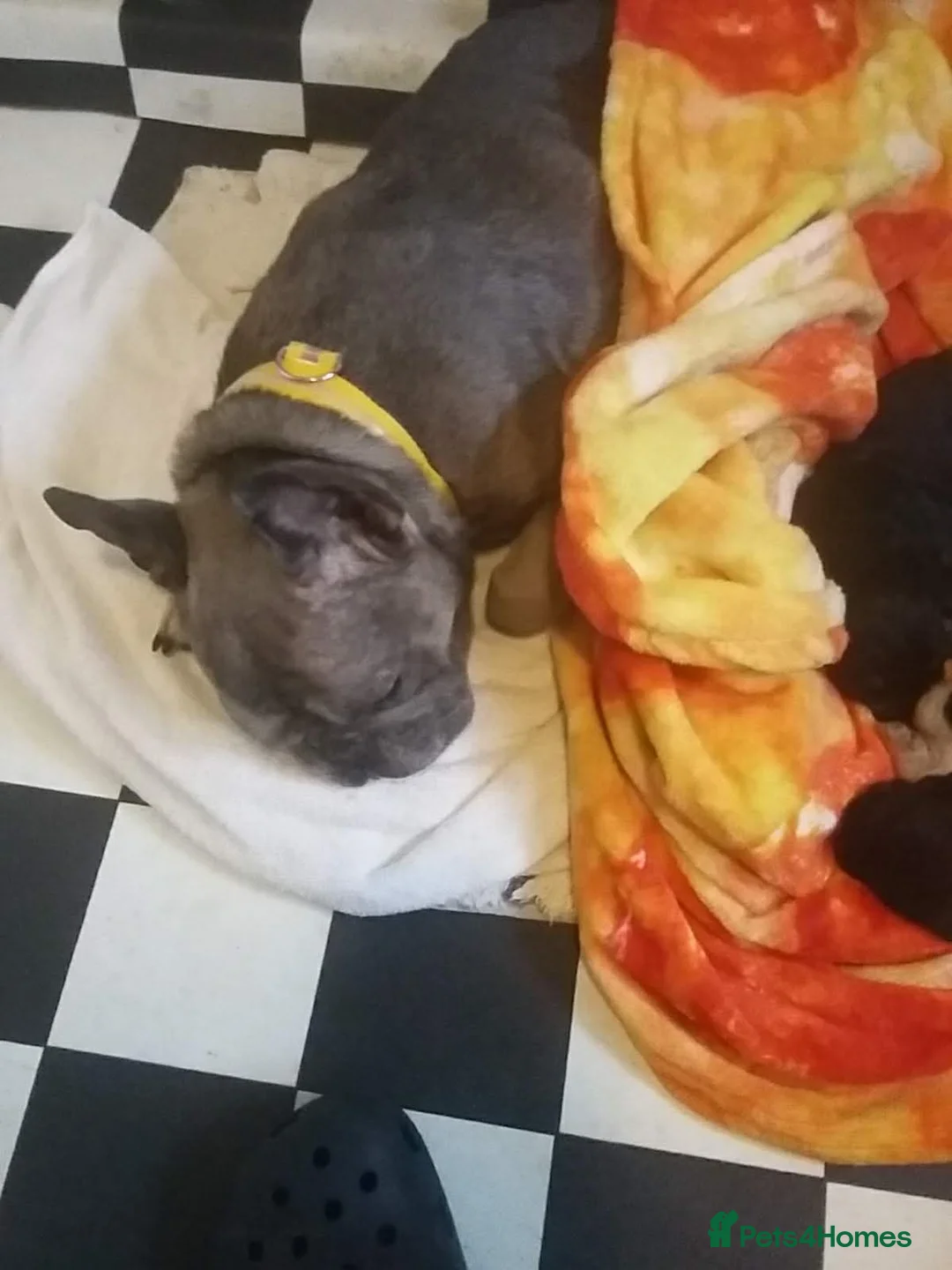 Mixed Breed dogs for sale: Two Beautiful Frenchie Poo Girls - Advert 1