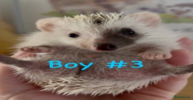 Pygmy Hedgehog rodents - Advert 4