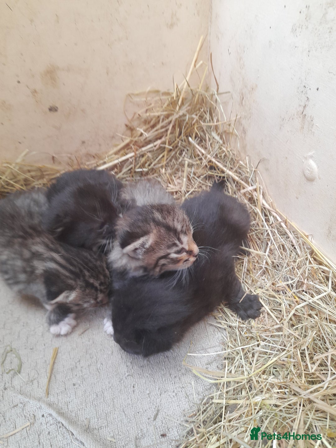Aegean cats for sale: Agean x Kittens for sale - Image 3