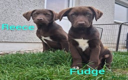 Borador dogs for sale: 2 Chocolate and White Boys available  - Image 8