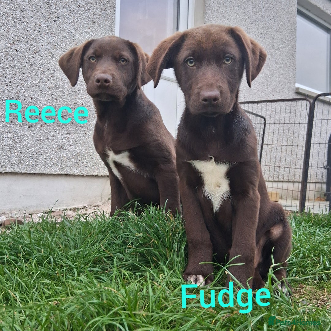 Borador dogs for sale: 2 Chocolate and White Boys available  - Image 8