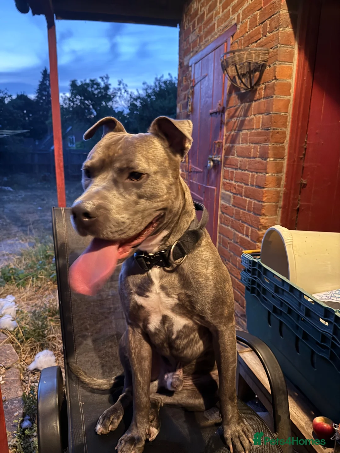 American Bull Staffy dogs for sale: Staffy in Haverhill - Advert 2