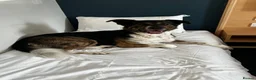 Mixed Breed dogs for sale: Axel(Akita cross - Advert 3