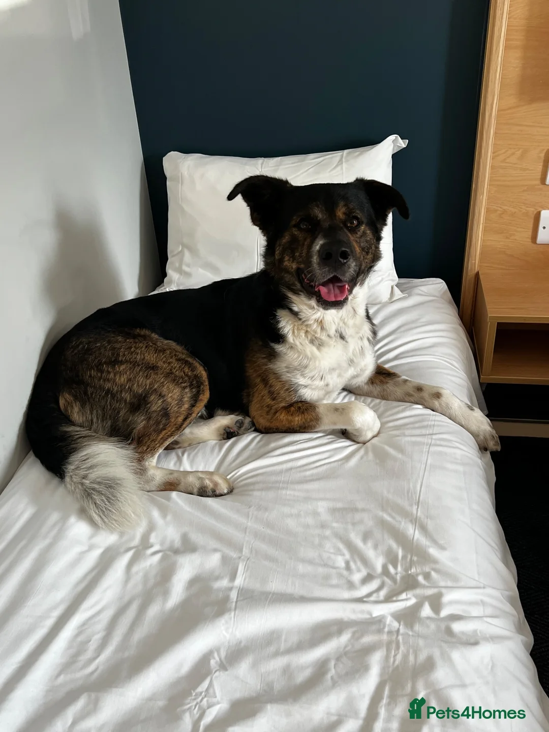 Mixed Breed dogs for sale: Axel(Akita cross - Advert 3