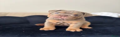English Bulldog Puppy 2 blue 