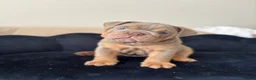 English Bulldog dogs for sale: Gorgeous English Bulldogs  - Advert 15