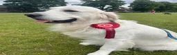 Golden Retriever dogs for sale: KC reg Golden retriever puppies 5* licence - Advert 9