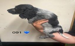 Cocker Spaniel dogs for sale: Blue Roan and Blue Roan & Tan - Image 7