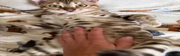 Bengal cats for sale: Snow Sepia 💙 TICA Pedigree 🐆 Bengal Kitten  in Deal - Advert 13