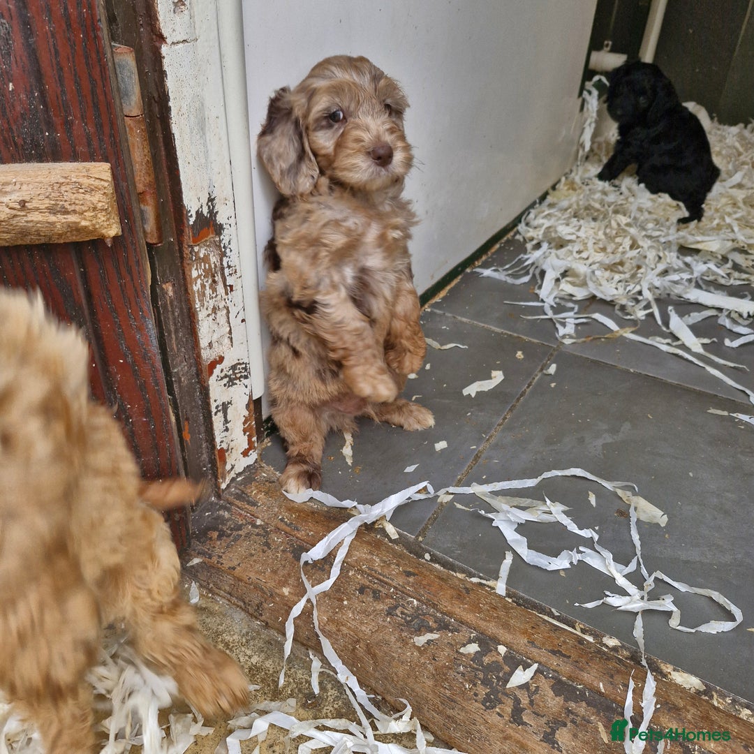 Cockapoo dogs for sale: Cockapoo puppies  - Image 3