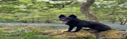 German Shepherd dogs for sale: 🐾 German Shepherd Puppies – Due Late May 2026 - Advert 6