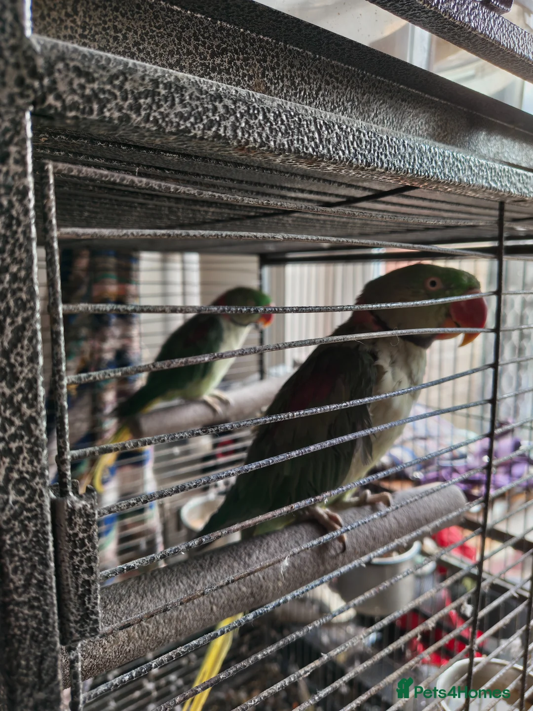 Parakeets birds for sale: Two lovely Alexandrine parakeets in Carterton - Advert 5